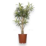 dracena refleksa anita variegata
