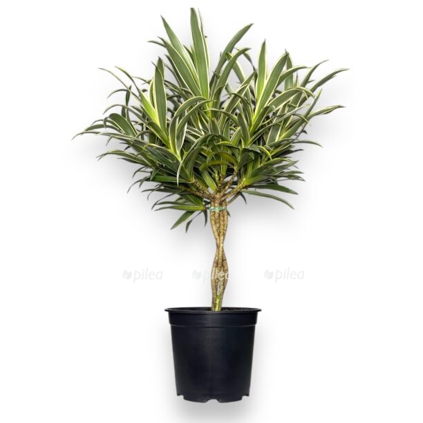 dracena refleksa song of valentina perepletennaya e1768976372354