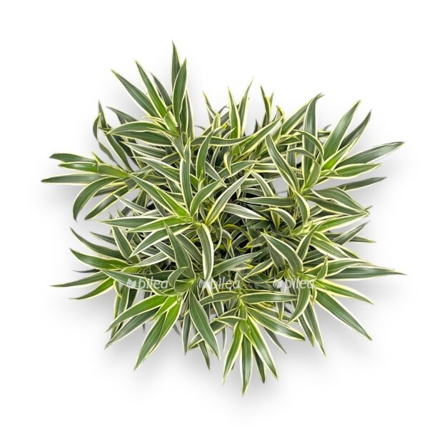 dracena refleksa song of valentina perepletennaya e1768976387611