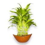 dracena sandariana v kashpo e1707403867122