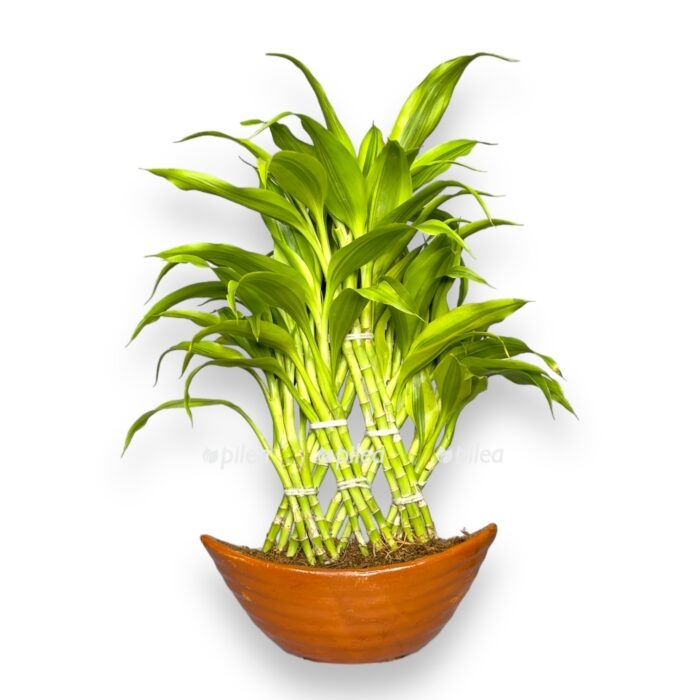 dracena-sandariana-v-kashpo-e1707403867122.jpg dracena sandariana v kashpo e1707403867122