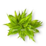 dracena sandariana v kashpo e1707403890896