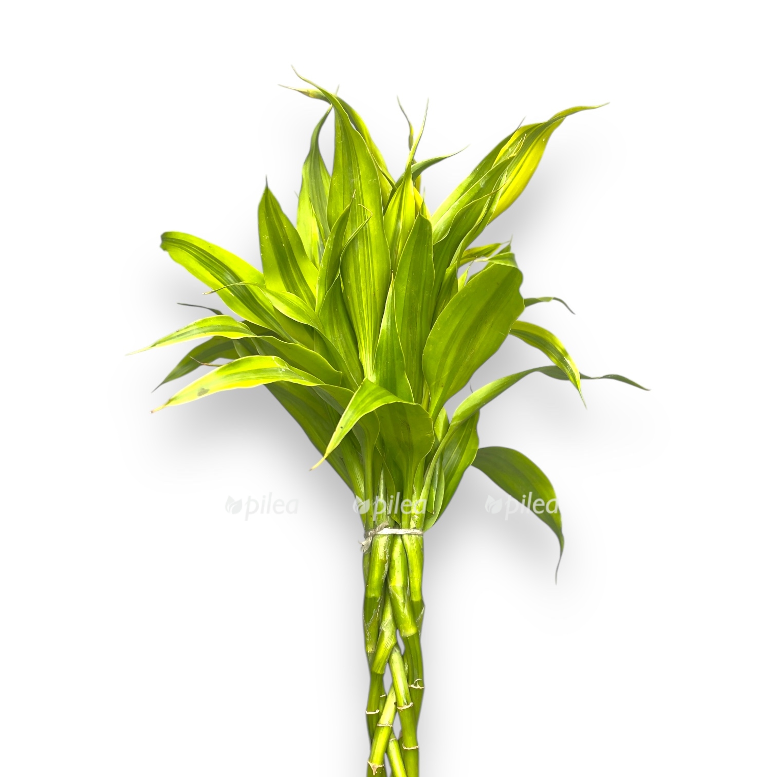 dracena sanderiana miks