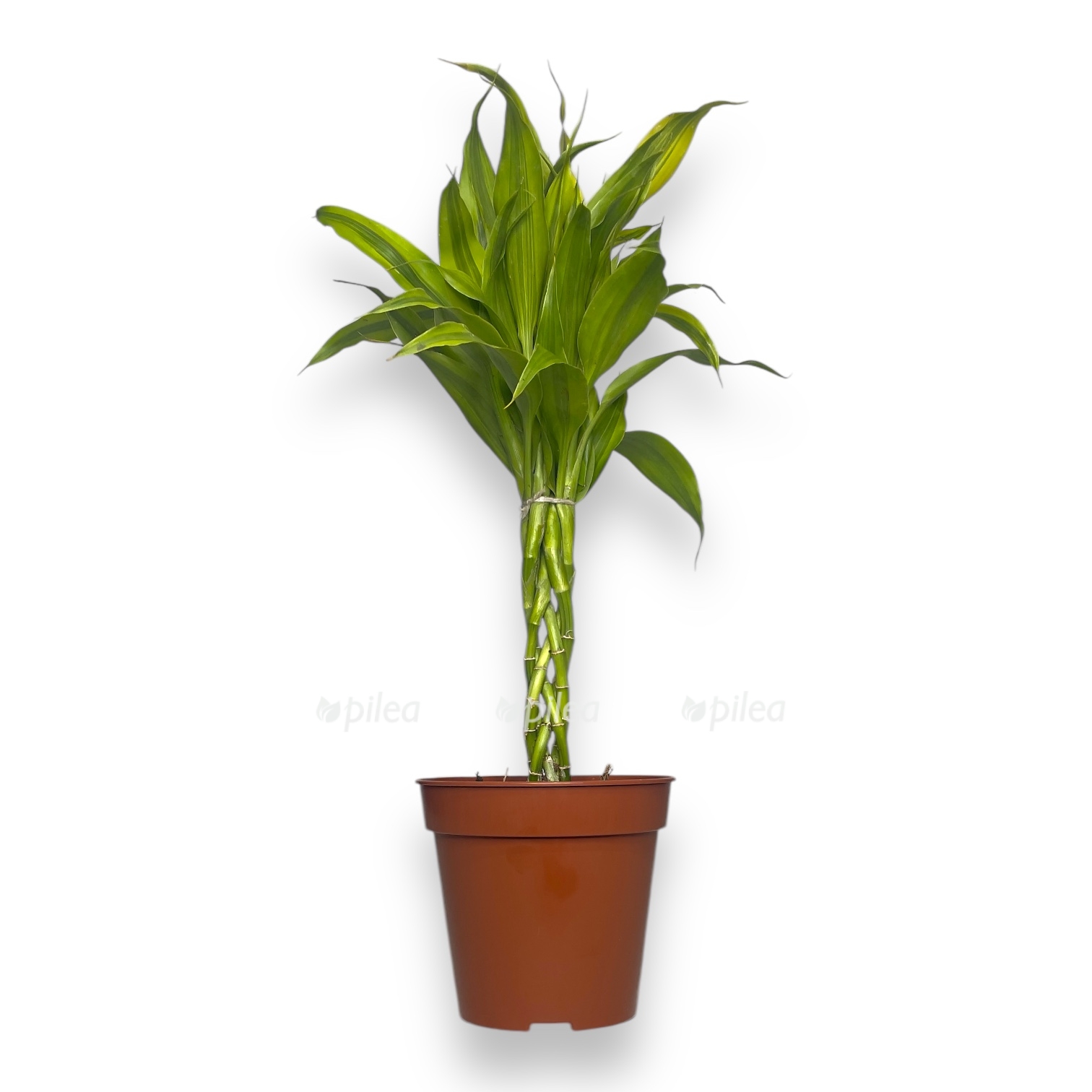 dracena sanderiana miks