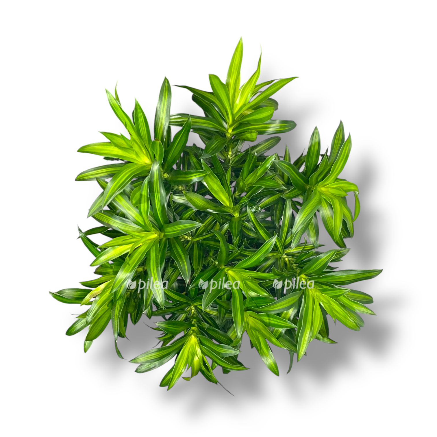 dracena song of yamajka branch