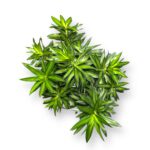 dracena song of yamajka branch 1 1