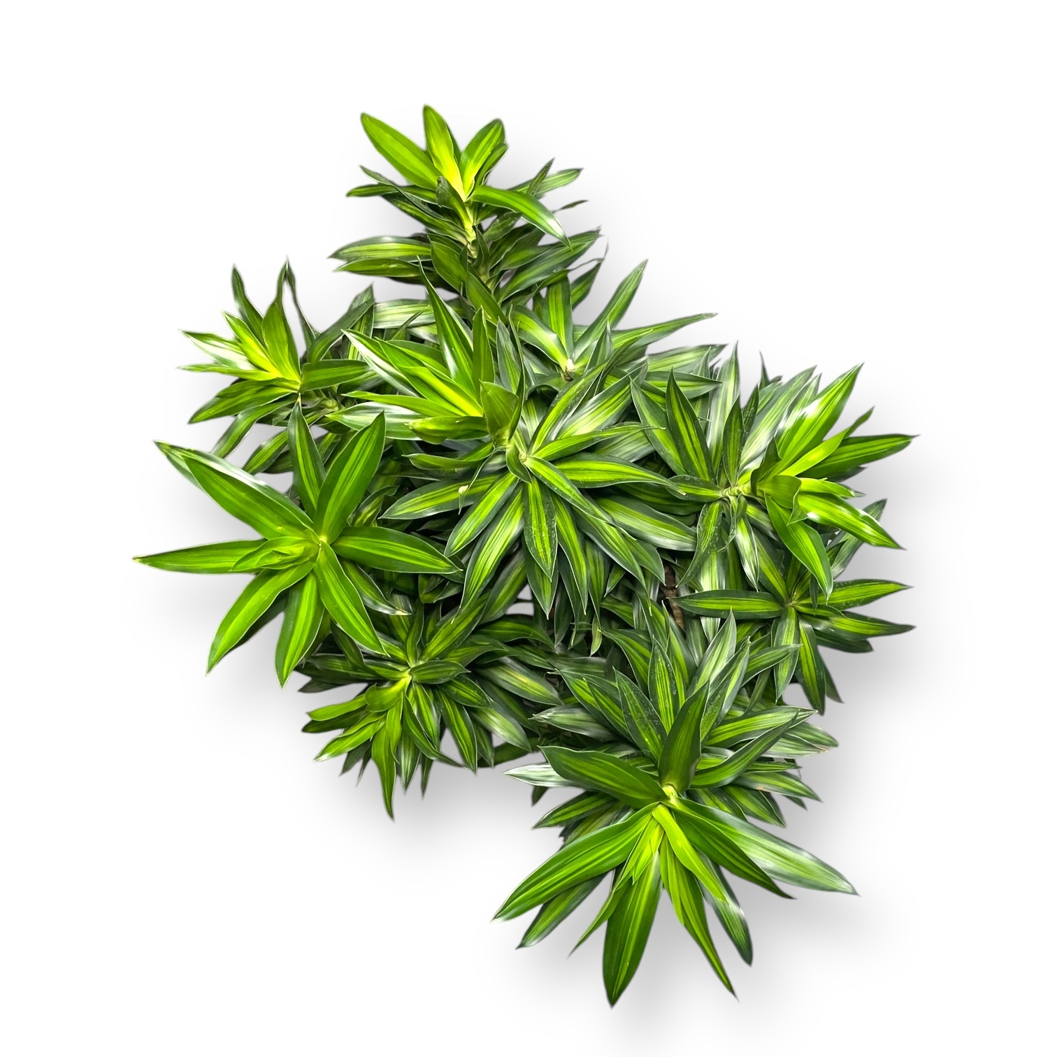 dracena song of yamajka branch 1 1