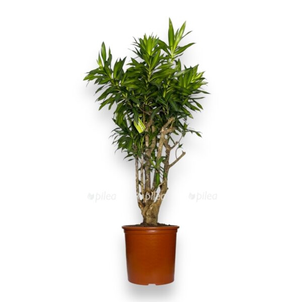 dracena song of yamajka branch e1742833201564