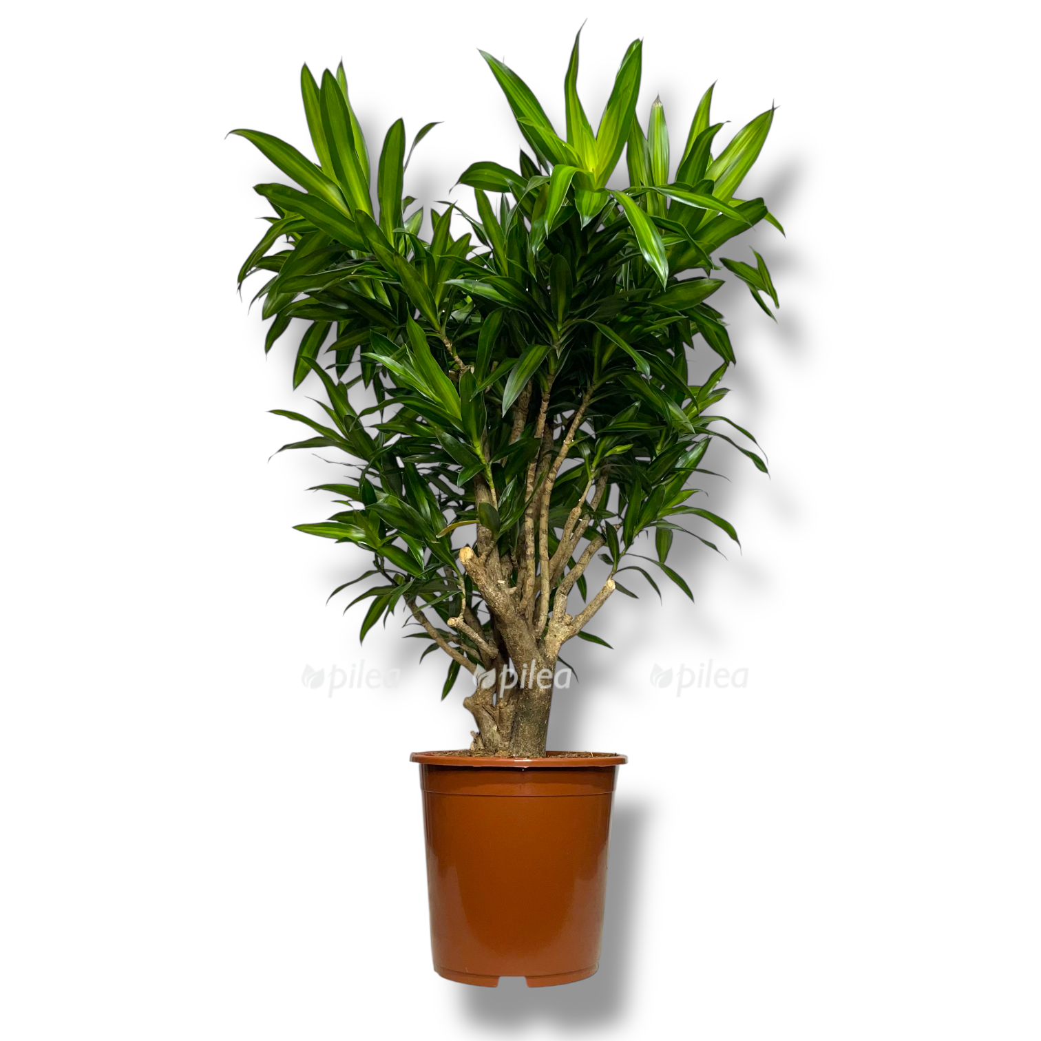 dracena song of yamajka branch