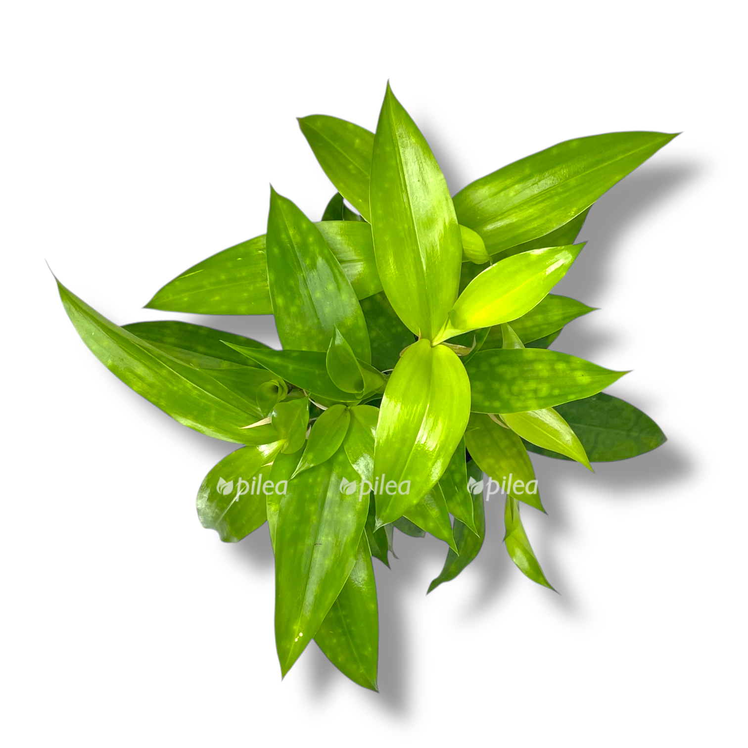 dracena surkuloza florida