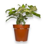 dracena surkuloza florida byuti 1 1
