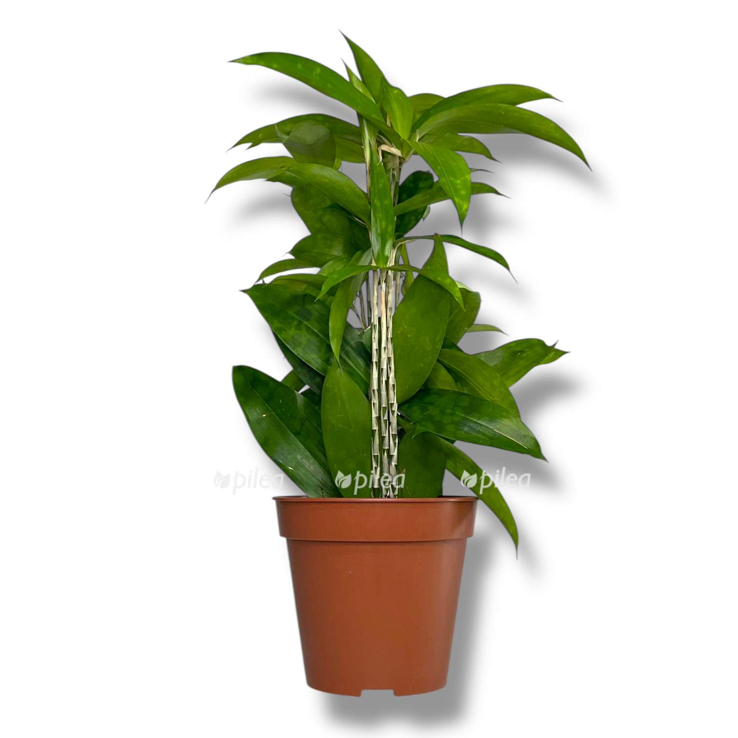 dracena surkuloza florida