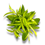 dracena surkuloza majk