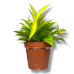 dracena surkuloza majk
