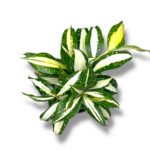 dracena surkuloza milki vej