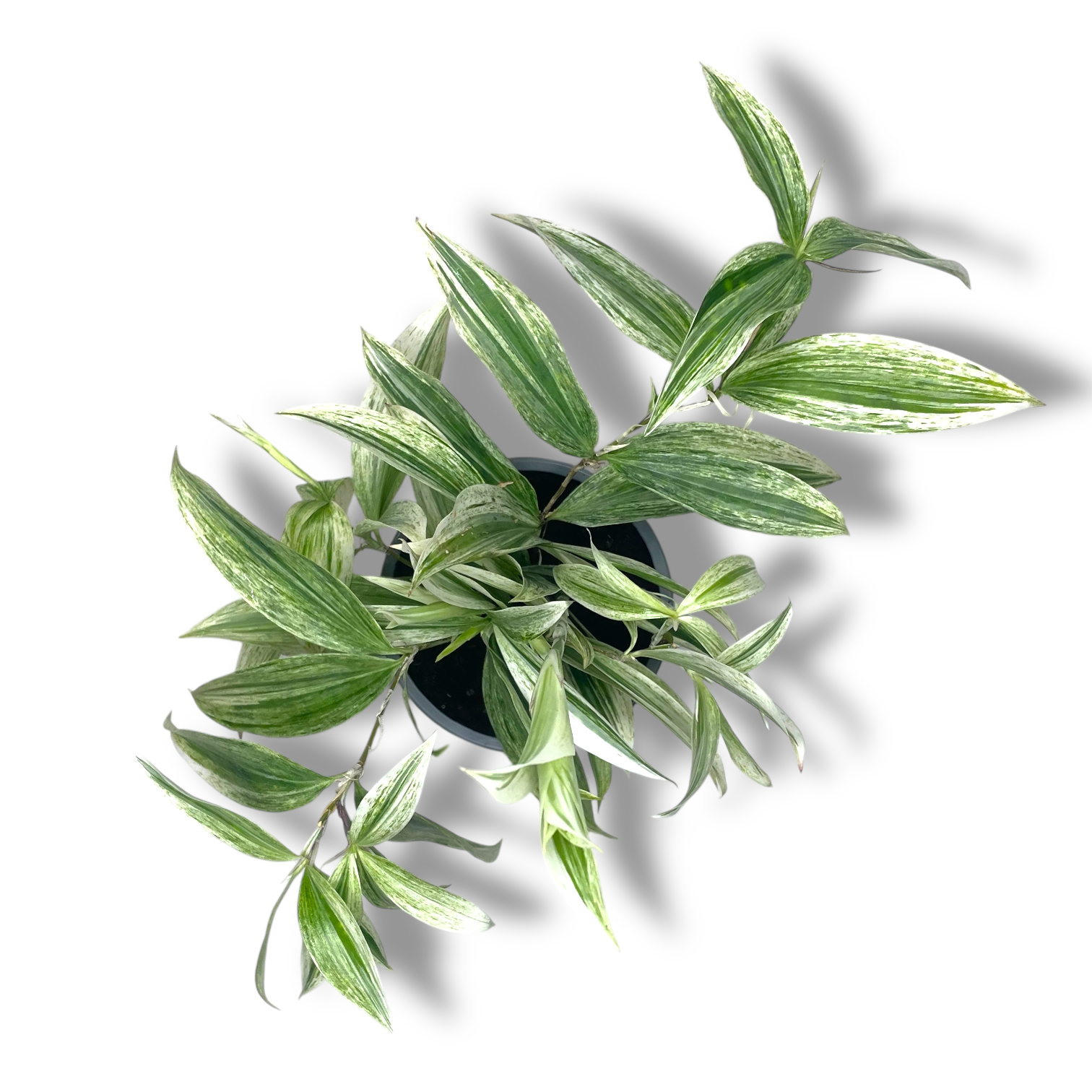 dracena surkuloza silver