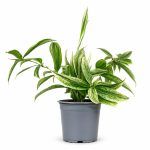 dracena surkuloza silver 1
