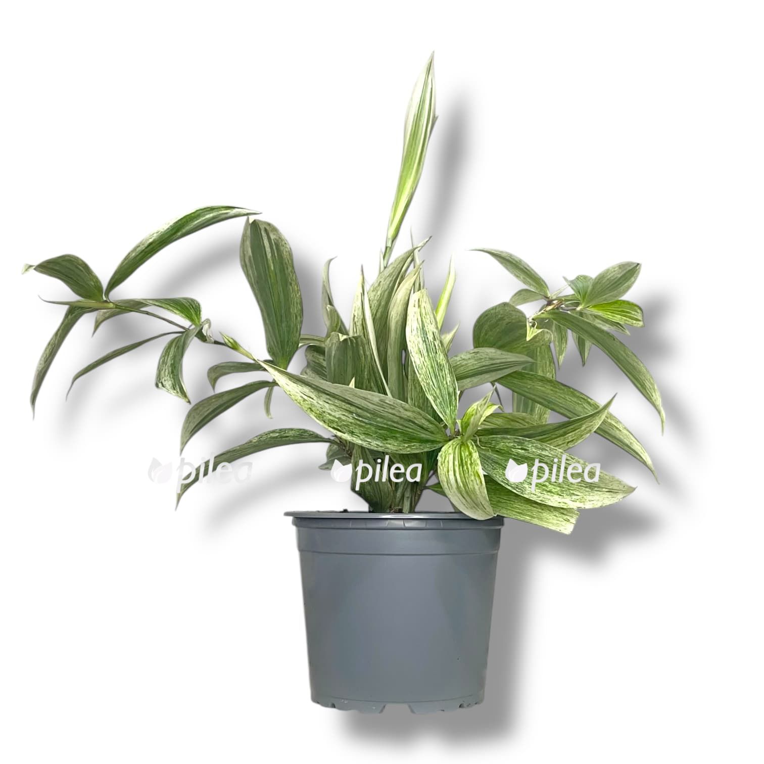 dracena-surkuloza-silver dracena surkuloza silver