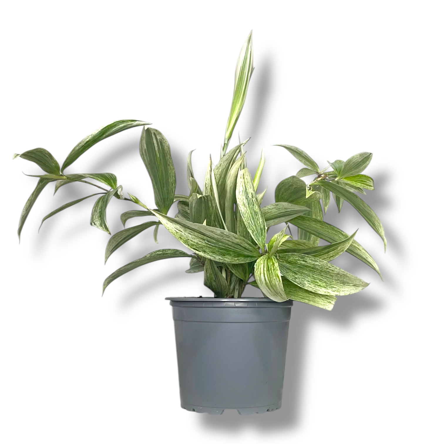 dracena surkuloza silver