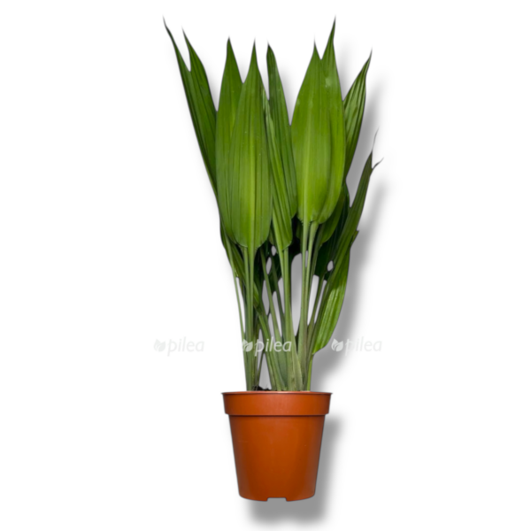 dracena talioides e1758345429676