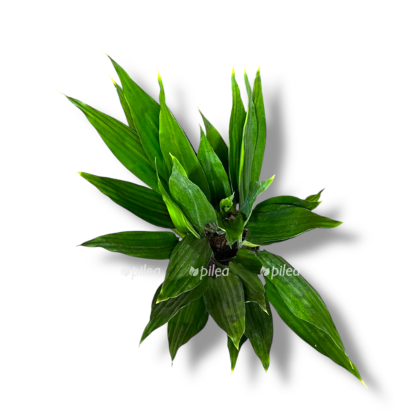 dracena talioides e1758345489614