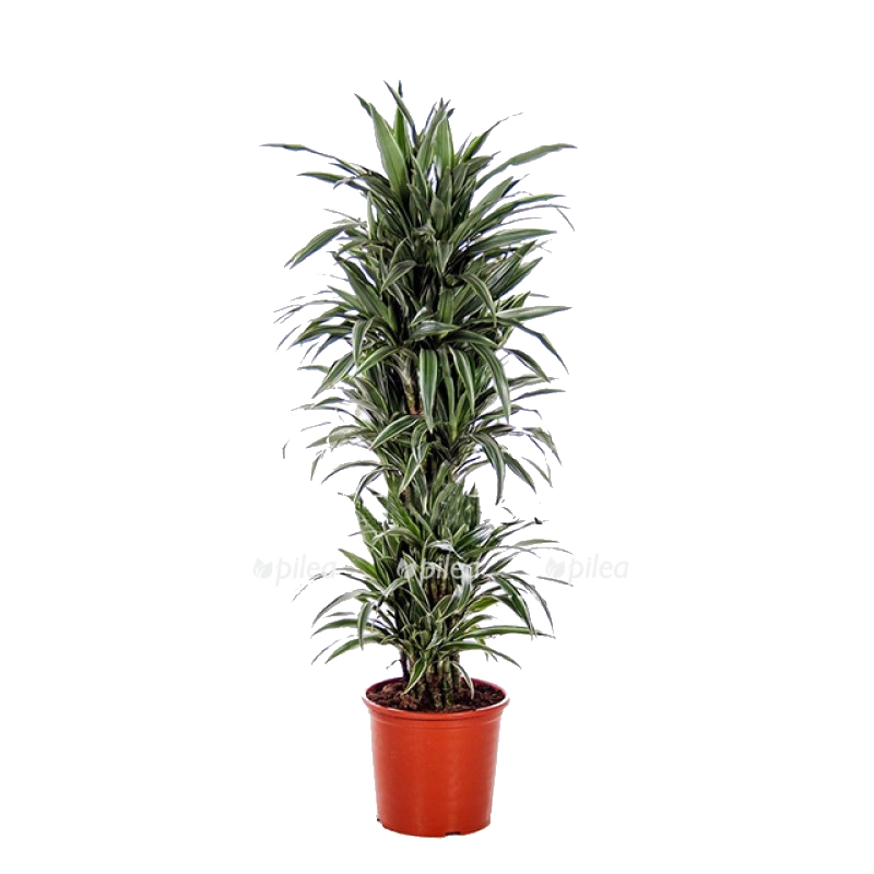 dracena varneski branch 800x800 1