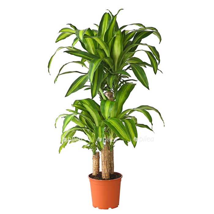 dracena