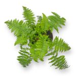 driopteris krispa