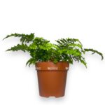 driopteris krispa