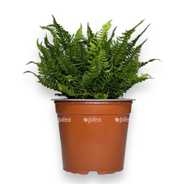 driopteris krispa kongesta e1698769568682