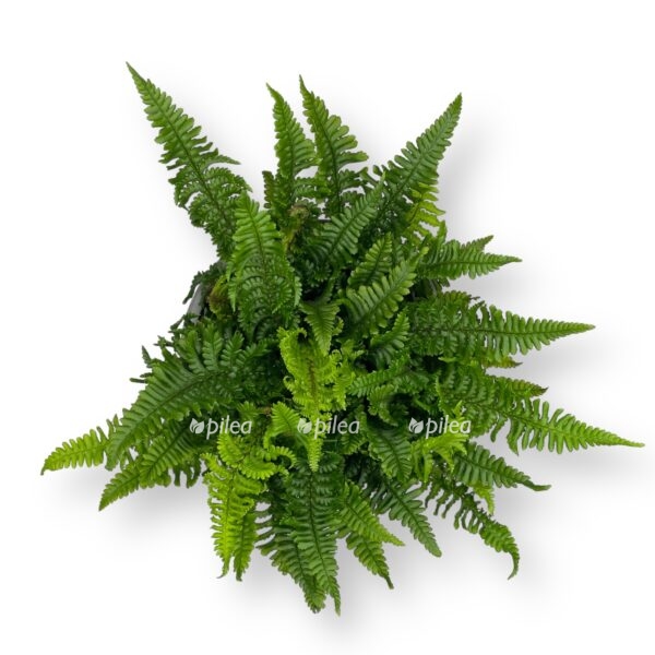 driopteris krispa kongesta e1698769581719