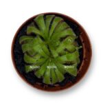 drosera alisa