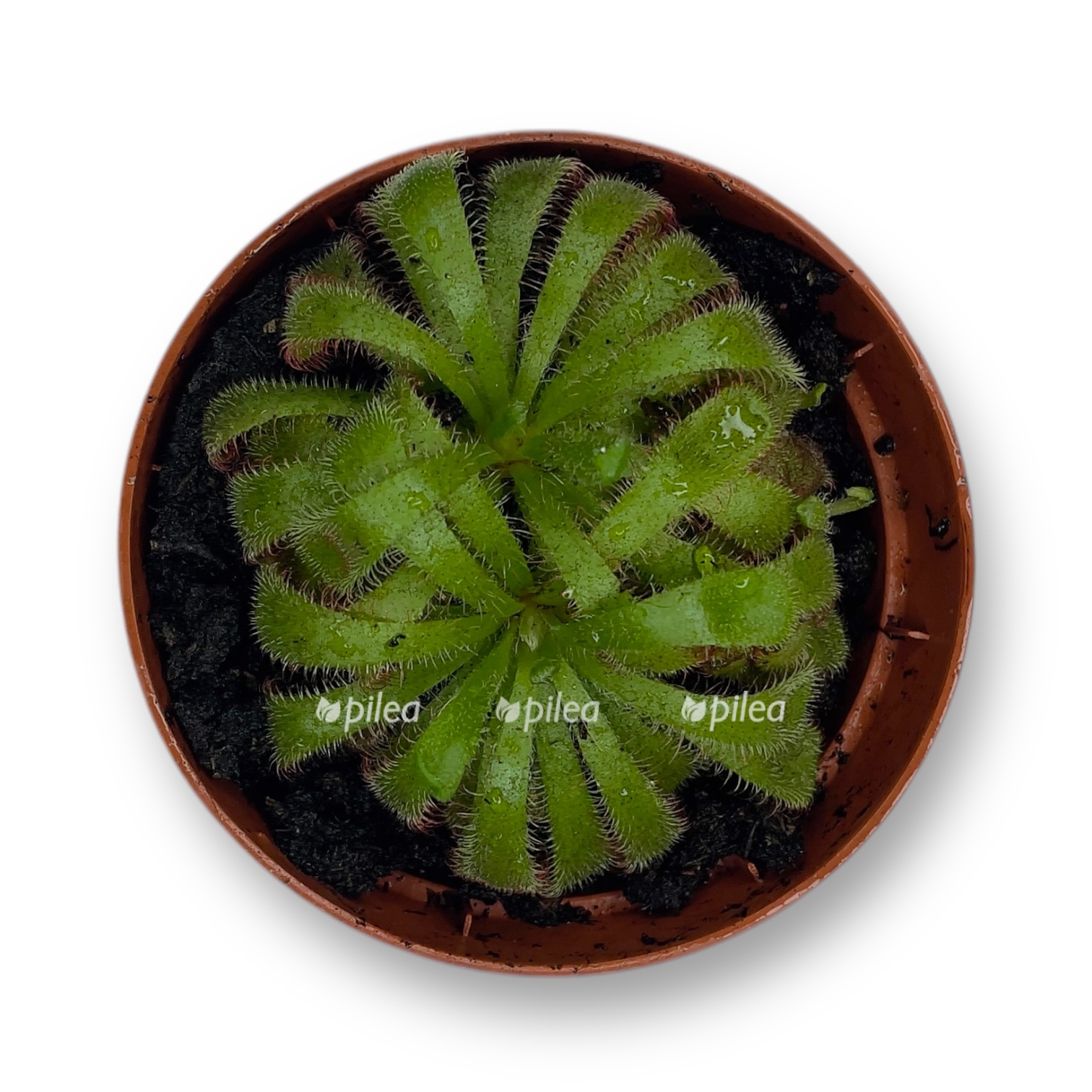 drosera-alisa.jpeg drosera alisa