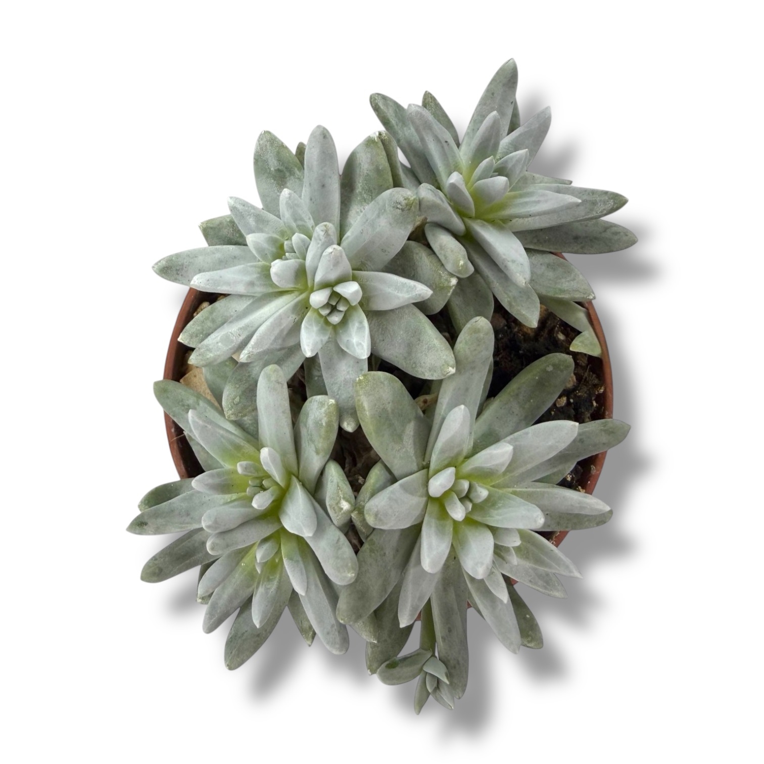 dudleya grinej