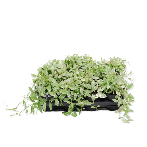 e0fb29d2 cc08 47e5 9701 87876b512b8f e1641925454174