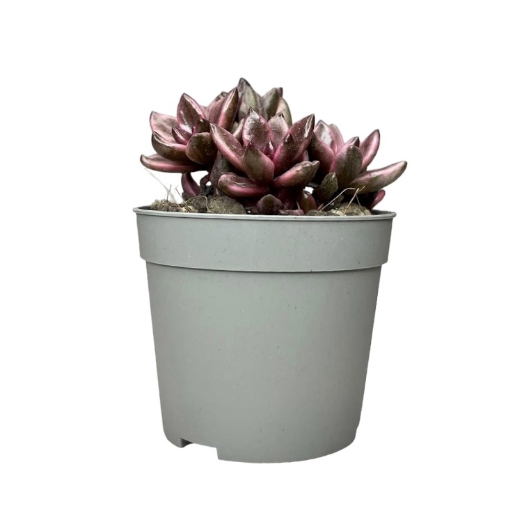 e21b75ae 2a8c 496e 84c6 e3b404bfdfd3