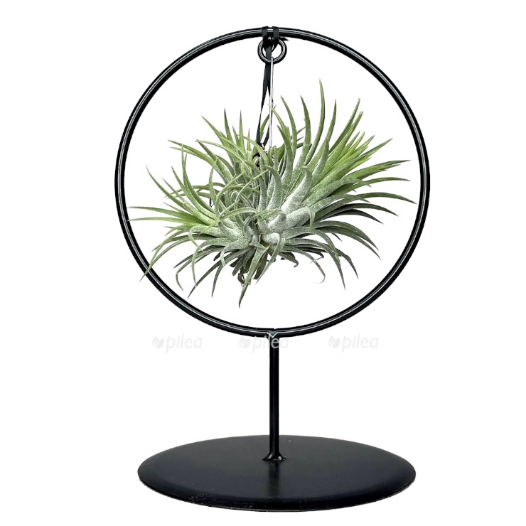 e337bad7 489e 4542 ad3c 4177f2f1a3a1