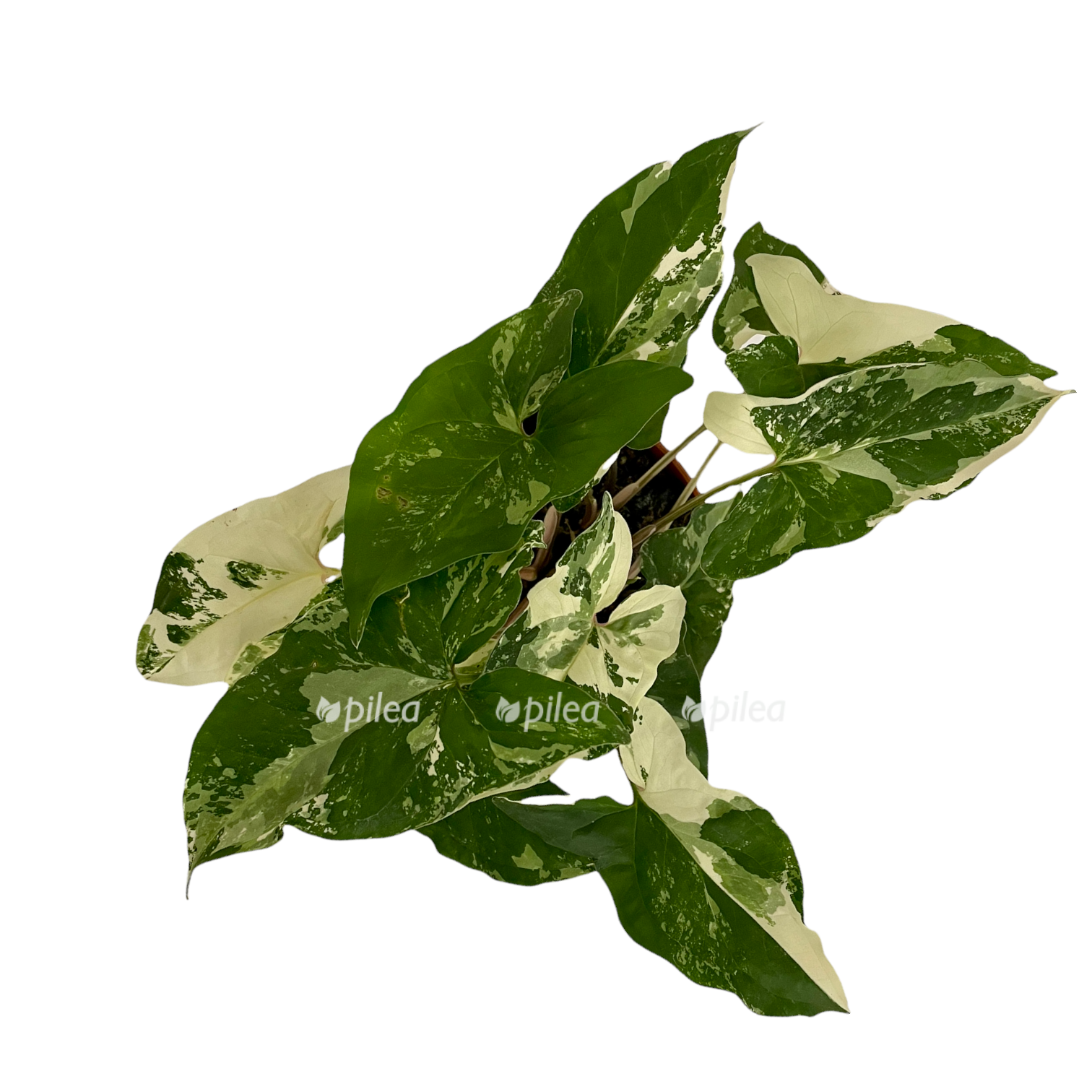 e57b4b3b 8ace 4a79 9fff 9e1380cbd77d