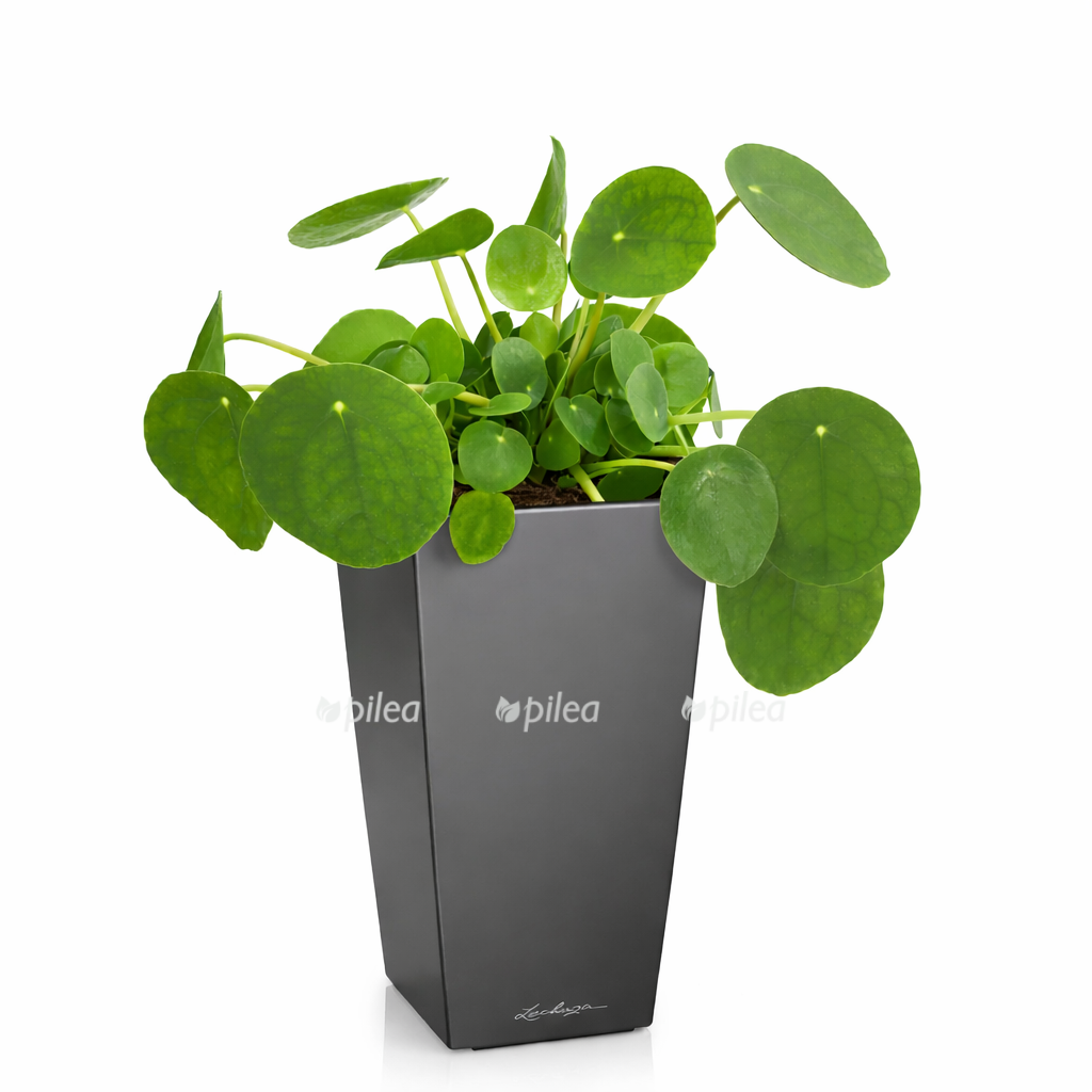 e6b2db7e 02b7 41b8 b877 2f5ad5783e83