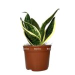 e7e8a035 75b3 45b1 94e4 1571fb59d769