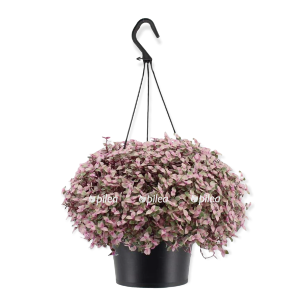 e82b12d5 7587 4cc8 bd25 f4e5728678e2 e1675750962387