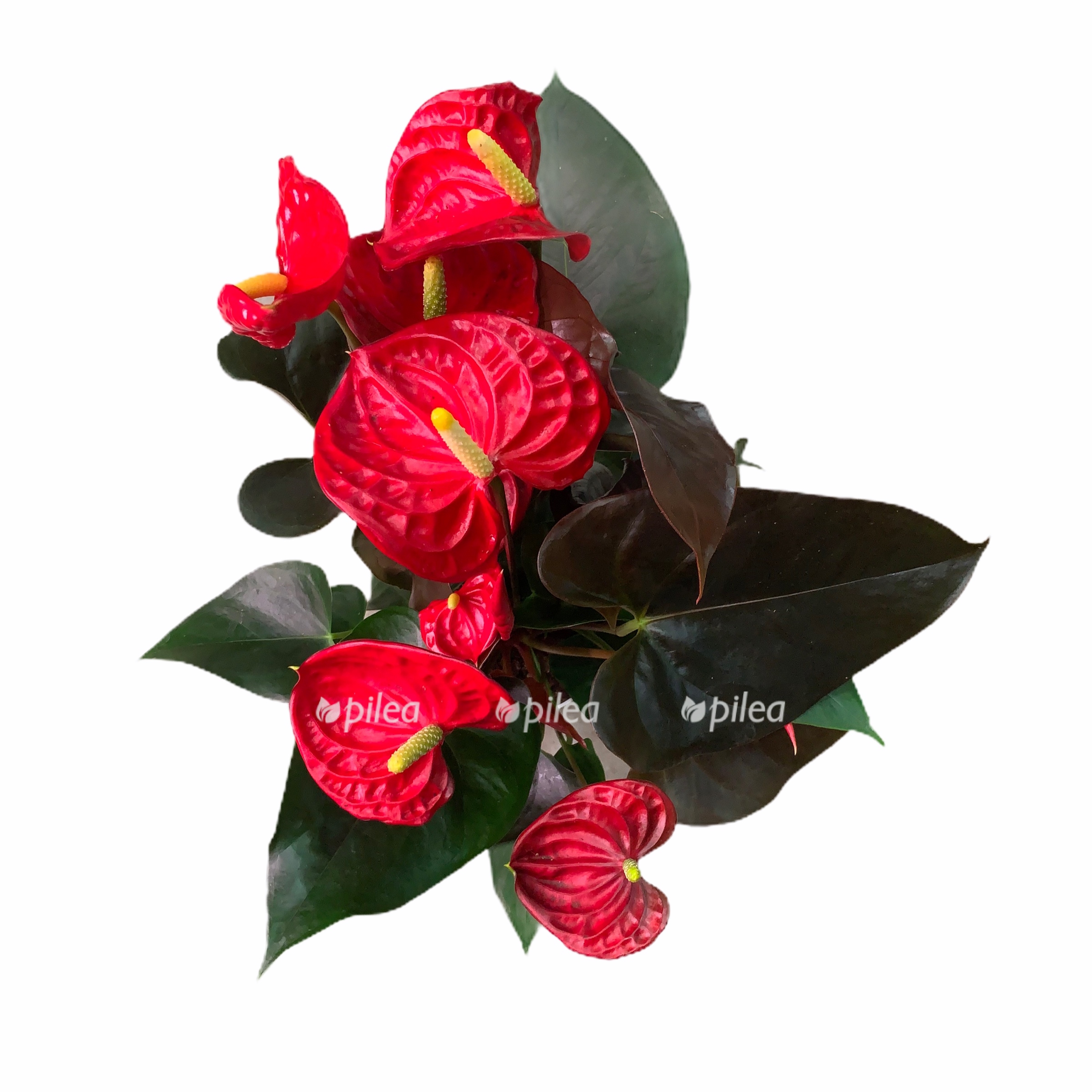 e82b1541 a0a4 4389 a9b2 1ea1fd12ad43