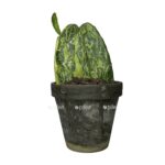 e901f01f b6f1 440f 87a8 428b9686a6d6