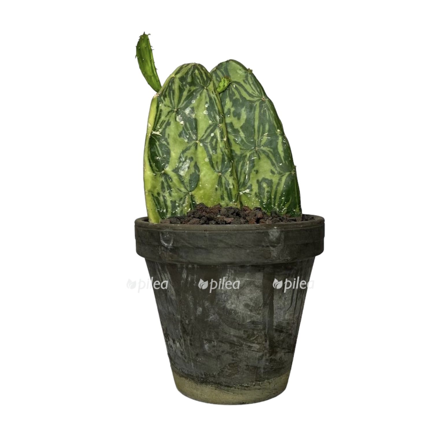 e901f01f b6f1 440f 87a8 428b9686a6d6