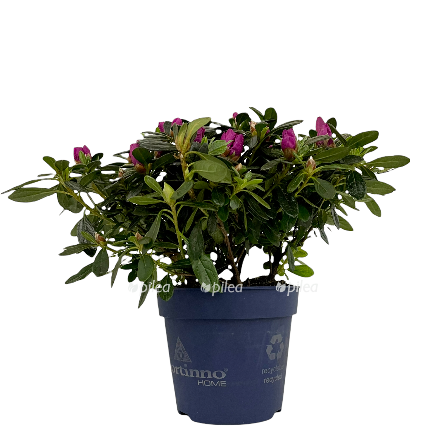 e9a4055c 4470 4605 88f8 35779c976dcf