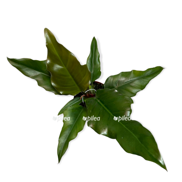 e9c04d75 20d7 4aa4 b3fb c4262ea16994 e1644173399539