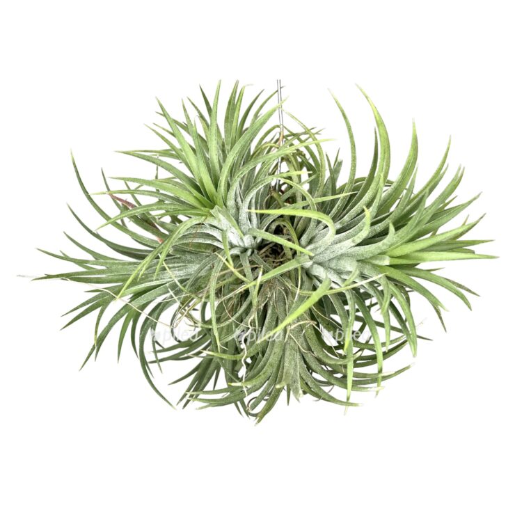 ec56f494-5ff3-48ad-b0eb-c8674dc02269-e1678886171879.jpeg ec56f494 5ff3 48ad b0eb c8674dc02269 e1678886171879