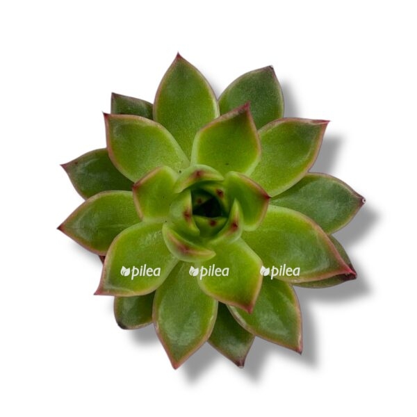 echeveria costarii e1743572906100