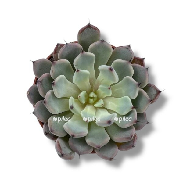 echeveria elegant blue e1743572818353