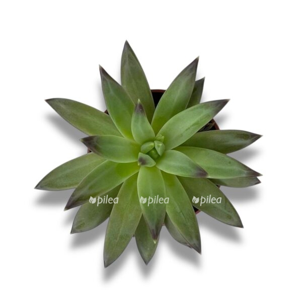 echeveria hookeri e1770575216506